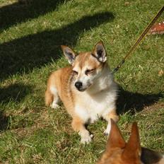 Norsk lundehund Stella (22.4.1997- 3.1.2012)