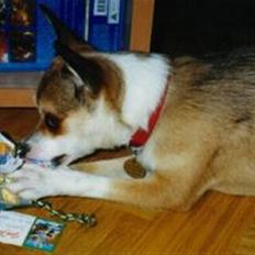 Norsk lundehund Stella (22.4.1997- 3.1.2012)