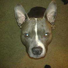 Amerikansk staffordshire terrier Enzo