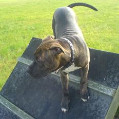 Blanding af racer Chanti  R.I.P.