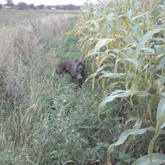 Blanding af racer Chanti  R.I.P.