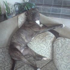 Blanding af racer Chanti  R.I.P.