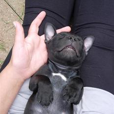 Staffordshire bull terrier Miclu