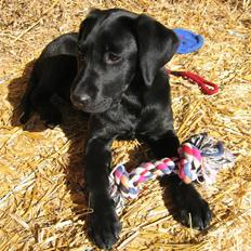 Labrador retriever Viki