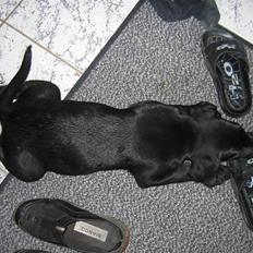 Labrador retriever Viki