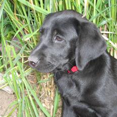 Labrador retriever Viki