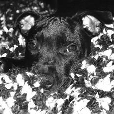 Staffordshire bull terrier Muttley