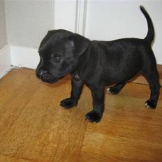 Staffordshire bull terrier Muttley