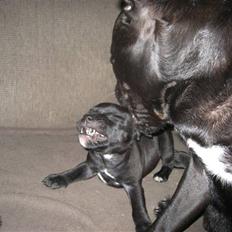 Staffordshire bull terrier Muttley