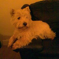 West highland white terrier Sally