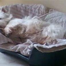 West highland white terrier Sally