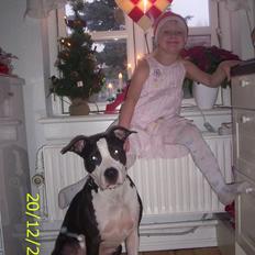 Amerikansk staffordshire terrier Trunte