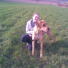 Grand danois Mini (Solgt) Savner hende