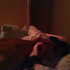 Grand danois Mini (Solgt) Savner hende