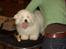 Coton de tulear Oscar