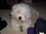 Coton de tulear Oscar