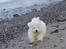 Coton de tulear Oscar
