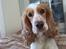 Cocker spaniel Duchess - Velkommen til min profil, smid gerne en kommentar/stemme :o)