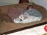 Cocker spaniel Duchess - her ligger jeg lige og sover
