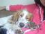 Cocker spaniel Duchess - her ligger jeg og sover dejligt, op af min mor :o)