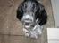 Cocker spaniel Yasmin *SOLGT* - Smiler jeg fint nok nu?