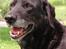 Labrador retriever Lego - Velkommen til Legos Profil :)