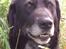 Labrador retriever Lego