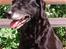 Labrador retriever Lego