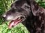 Labrador retriever Lego