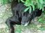 Labrador retriever Lego - Lego Camoufleret som hyldebærtræ.