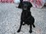 Labrador retriever Dux
