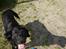 Labrador retriever Dux
