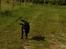 Labrador retriever Dux