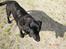 Labrador retriever Dux