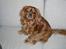 Cavalier king charles spaniel Nemo (død, 2011)