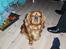 Cavalier king charles spaniel Nemo (død, 2011)