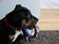 Staffordshire bull terrier Bacon