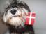 Dvaergschnauzer *Hr. Albert* - D.26-02-08  * I dag er det Alberts fødselsdag hurra hurra hurra :) * gi´ endelig en lille fødselsdags hilsen
