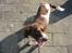 Engelsk springer spaniel † SJEFF (DON) Peekfields Don †