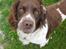Engelsk springer spaniel † SJEFF (DON) Peekfields Don †