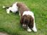 Engelsk springer spaniel † SJEFF (DON) Peekfields Don †