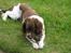 Engelsk springer spaniel † SJEFF (DON) Peekfields Don †