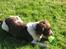 Engelsk springer spaniel † SJEFF (DON) Peekfields Don †