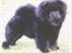 Chow chow Asron