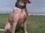 Blanding af racer Simba - Gudesmuk.......;o)