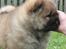 Chow chow Bidachows Kappa - Besøg hos Kappa, 6 uger . 