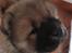 Chow chow Bidachows Kappa - Kappa 6 uger