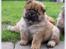 Chow chow Bidachows Kappa - 7 uger 