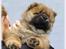 Chow chow Bidachows Kappa - 7 uger 