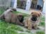 Chow chow Bidachows Kappa - Ham den mørke, hans bror er en korthåret Chow . 